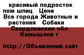 красивый подросток пом шпиц › Цена ­ 30 000 - Все города Животные и растения » Собаки   . Свердловская обл.,Камышлов г.